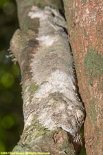 leaf-tailed gecko